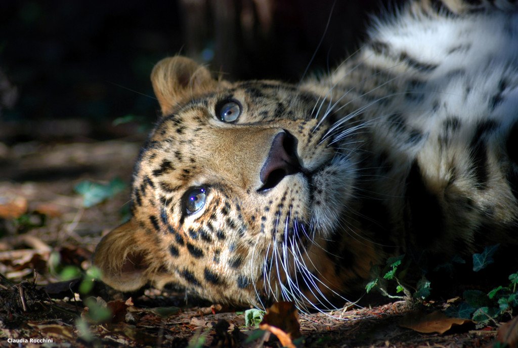 Il Leopardo dell'Amur è praticamente estintol'ultimo censimento, non recente, ne ha contati ancora presenti in natura non più di 30 esemplari. E' il felino più raro del mondo e vive esclusivamente sulle coste orientali russe: la sua presenza in quei luoghi - su forti pressioni delle associazioni ambientaliste mondiali - ha fatto deviare il tratto finale dell'oleodotto lungo oltre 4.000 km (voluto da Putin nel 2004) che dai giacimenti siberiani dovrebbe portare petrolio fin sulla costa dell'Oceano Pacifico. L'esemplare ritratto nella fotografia si chiama Calvin, ed è un maschio adulto cresciuto nel parco faunistico La Torbiera, in provincia di Novara. Fa parte dell'EEP, European Endangered species Program, programma internazionale di riproduzione in cattività per il reinserimento in natura.