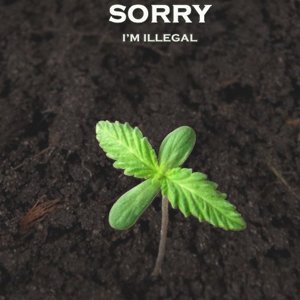 sorry-i_m_illegal-copia