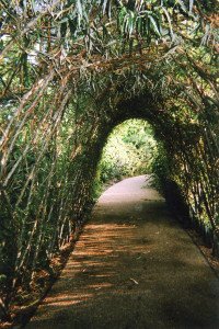 “Nature’s Tunnel or Light and the End, Stratford” di Ellen Rostant