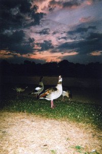 “Royal Geese Sunset, Kensington Gardens” di Maciek Walorski