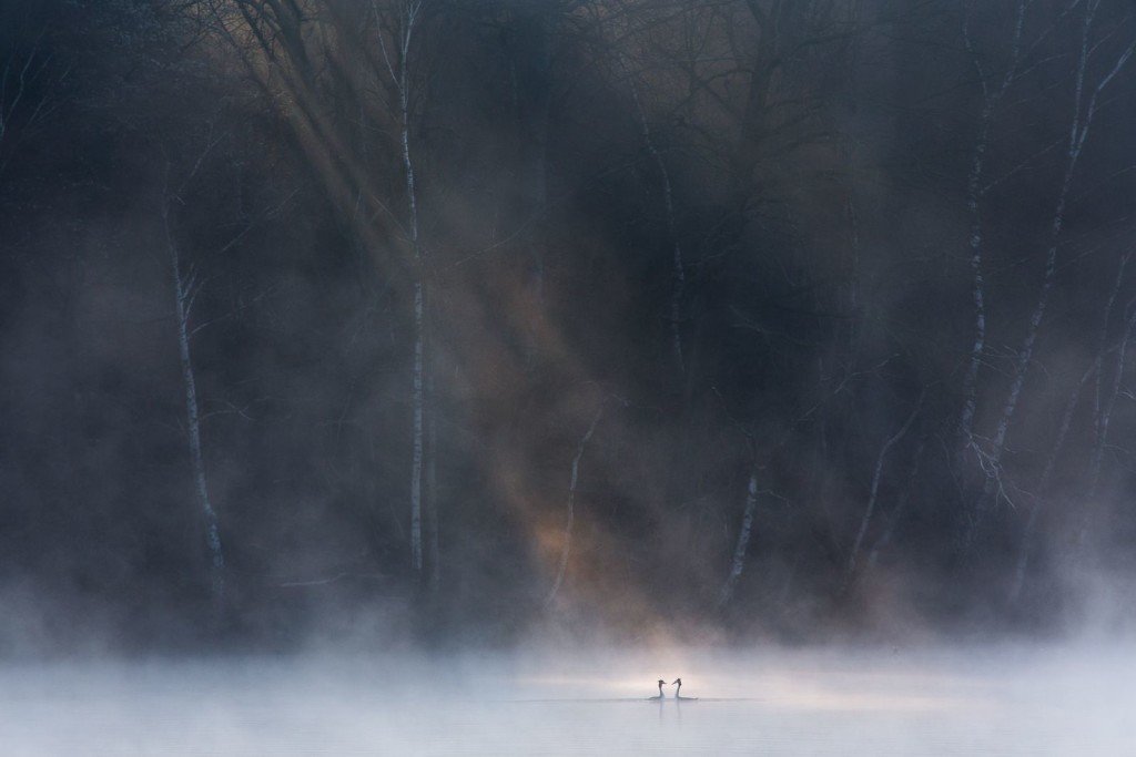 David Peskens - Sezione Wildlife