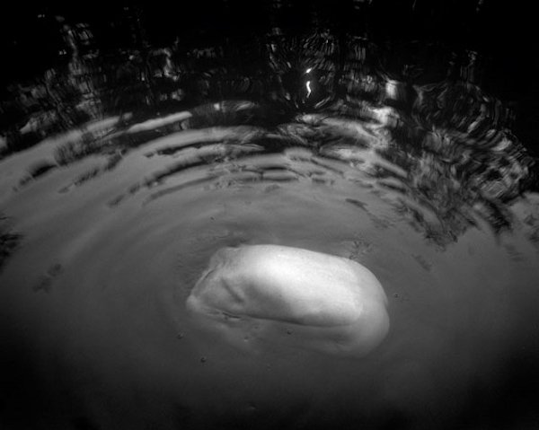 3 © Arno Rafael Minkkinen, Waiting for the Snake Jianfengling Nature Preserve, Hainan Island, China, 2007