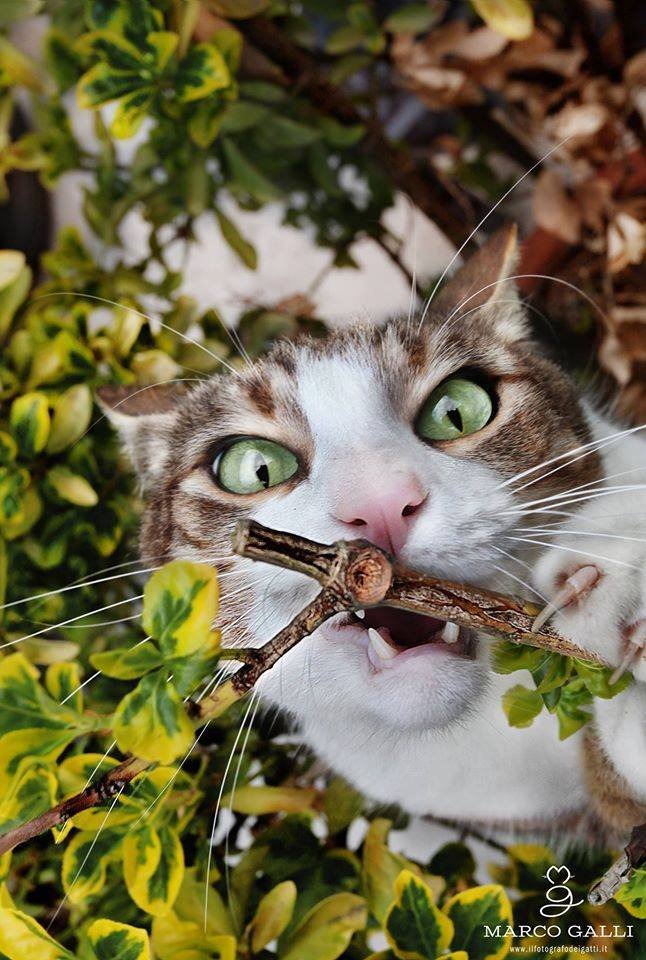 Gatto Poldo © Marco Galli