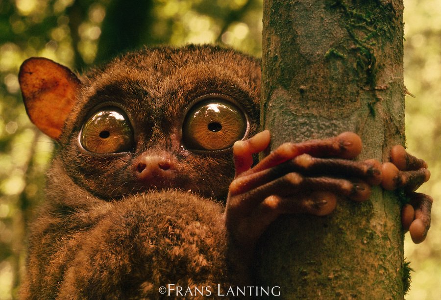 Western tarsier, Tarsius bancanus, Sabah, Borneo