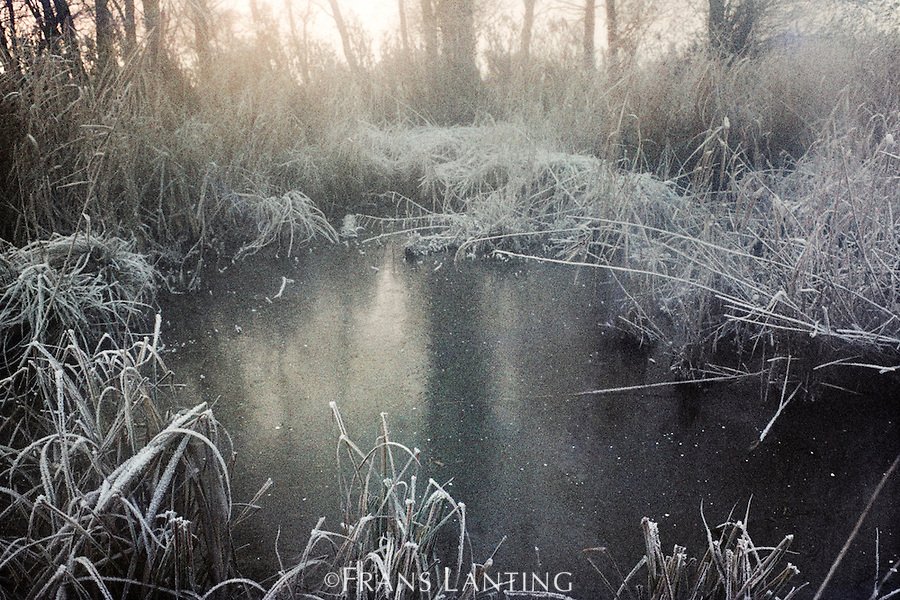 Frost covered reeds, Kralingse Bos, Rotterdam, Netherlands