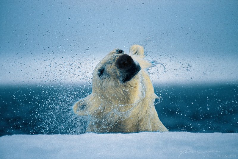 Conservation photography