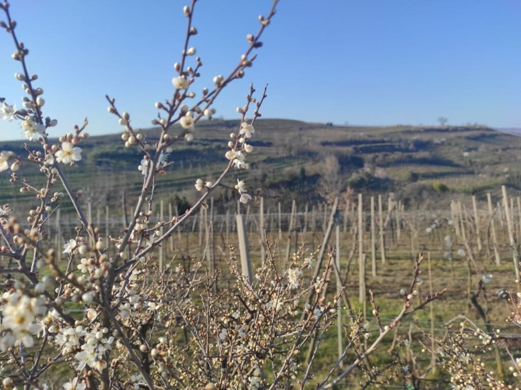 soave percorso 10 capitelli