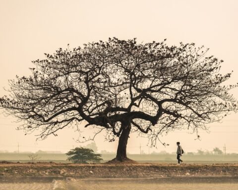 antropocene e capitalismo