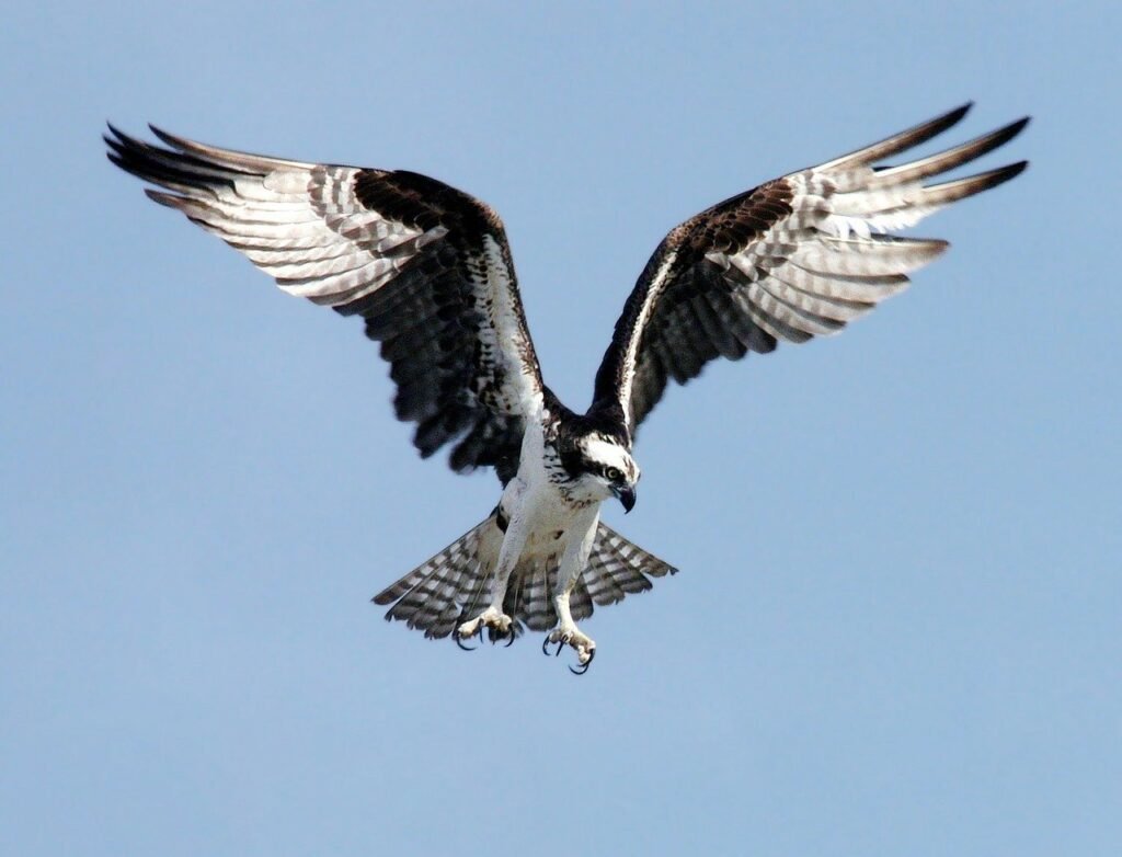 Falco pescatore