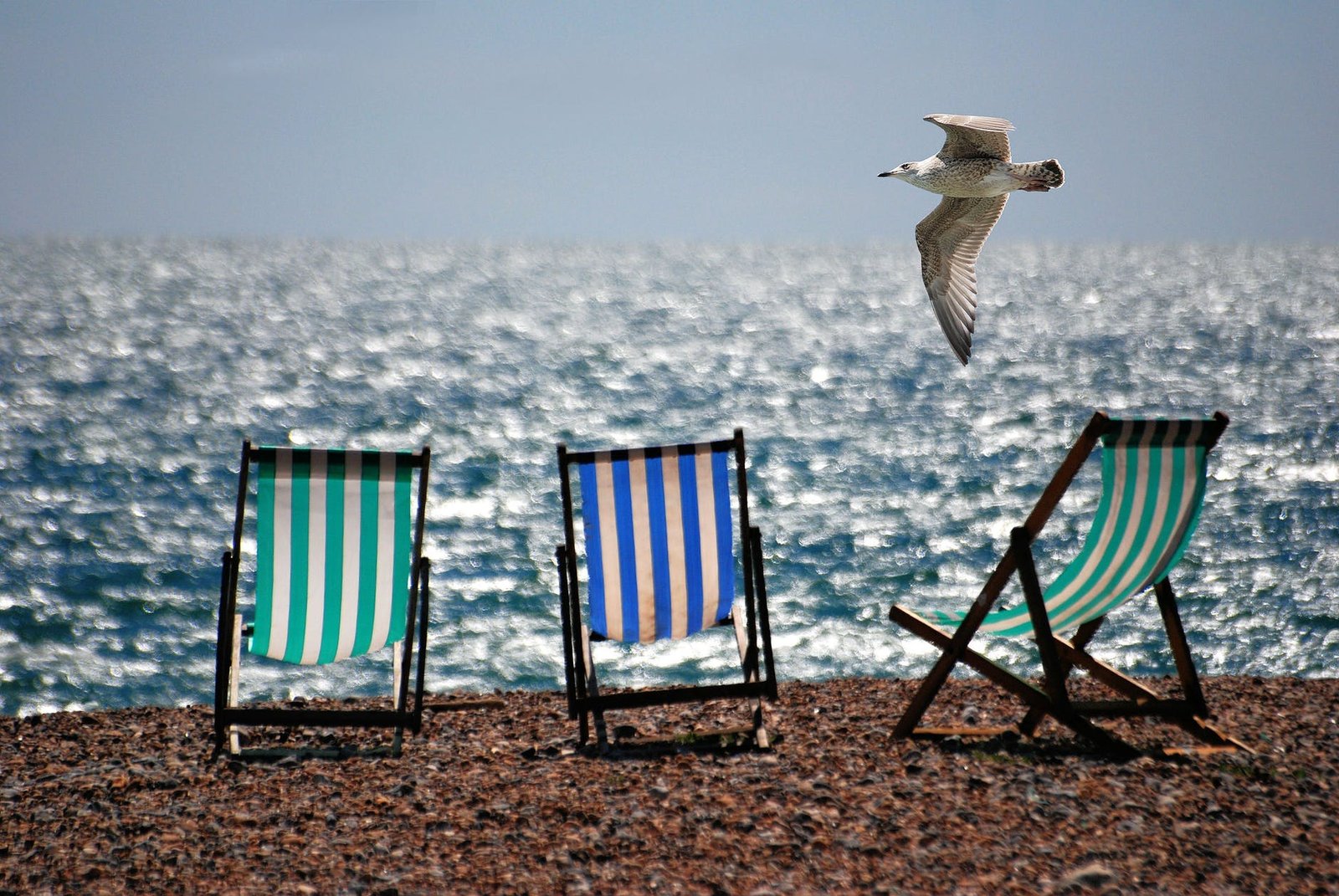 sea beach summer seagull