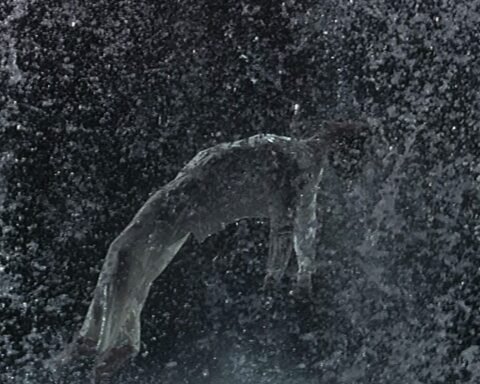 bill viola mostra palazzo reale