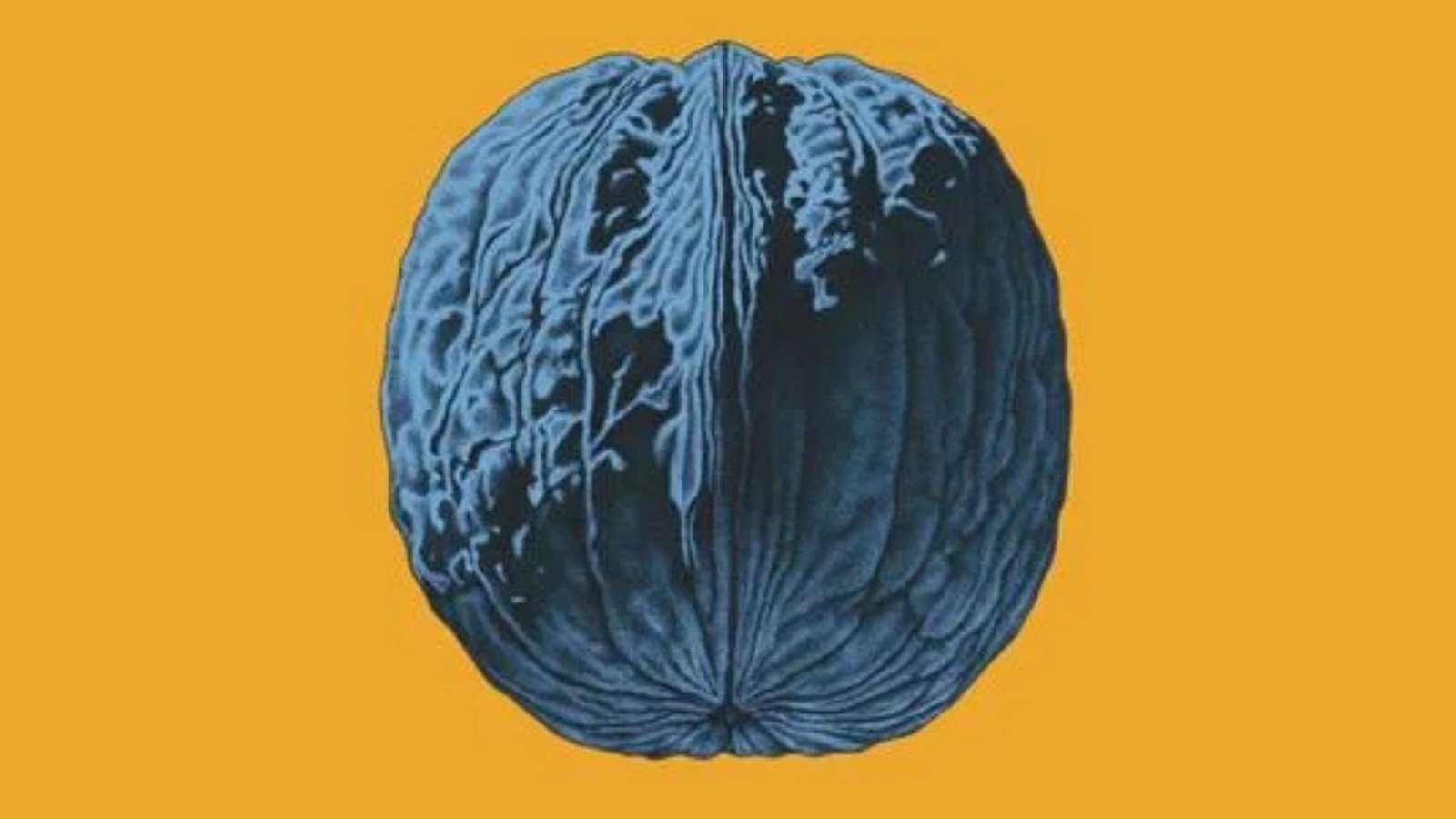 albero noci brunori sas